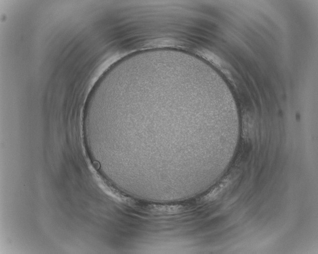 X0000070431039200606302121