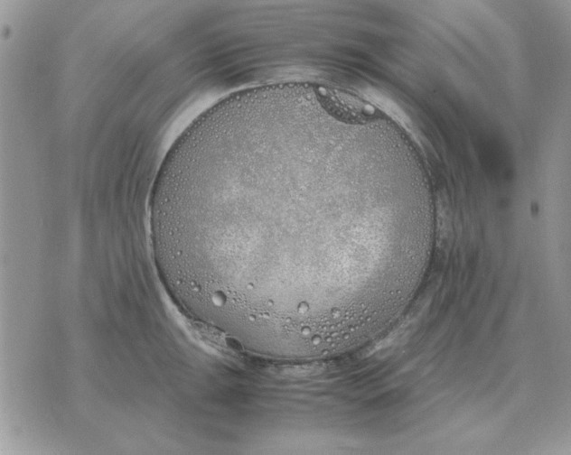 X0000070431047200606302121