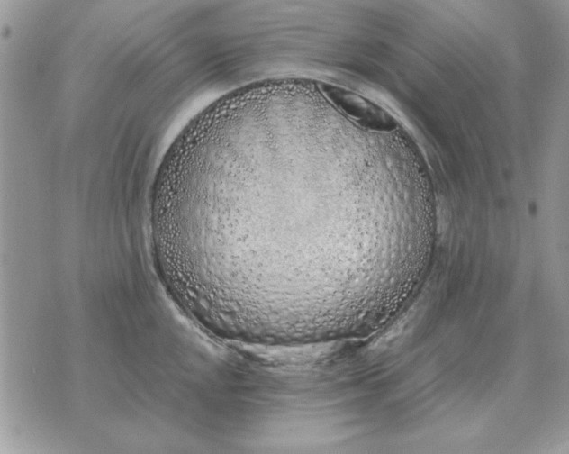 X0000070431048200606302121