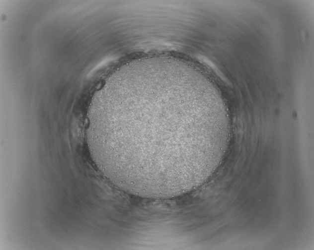 X0000070431063200606302120