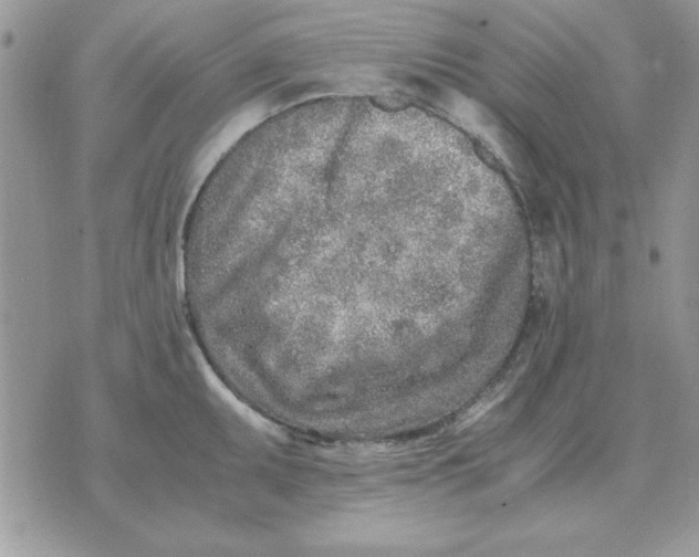 X0000070431095200606302120