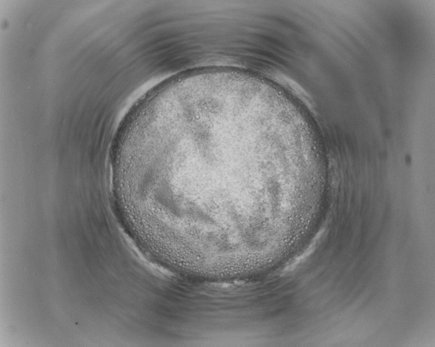 X0000070431125200606302119