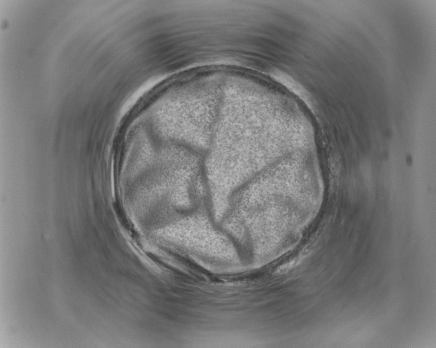 X0000070431127200606302119