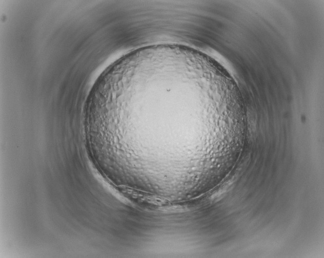 X0000070431142200606302120