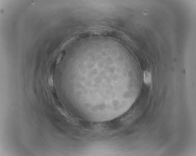 X0000070431155200606302119