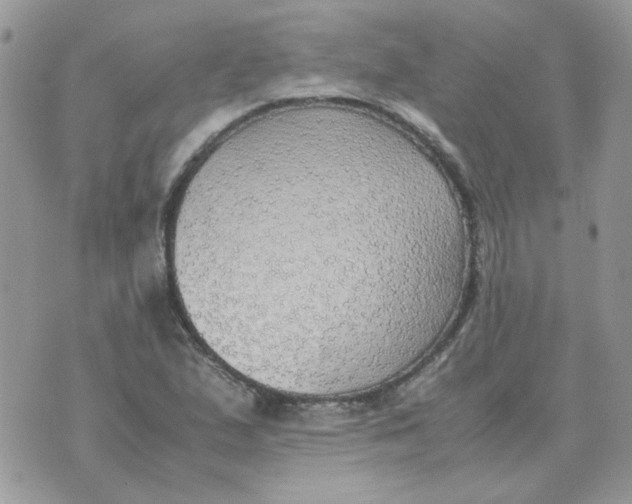 X0000070431167200606302119