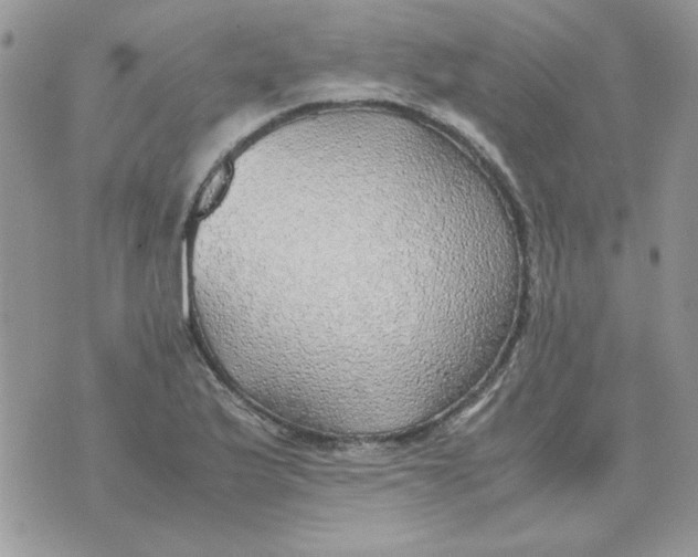 X0000070431175200606302119