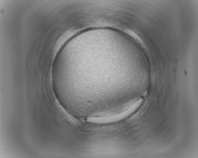 X0000070431183200606302118