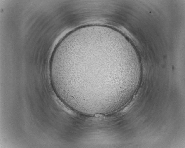 X0000070431240200606302118