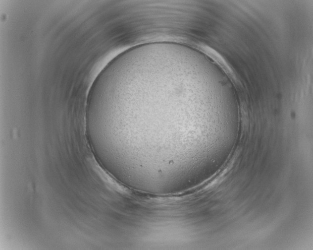 X0000070431244200606302118