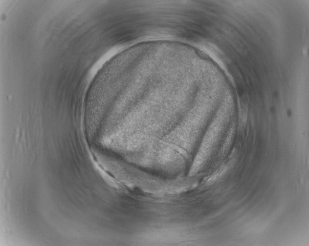 X0000070431245200606302118