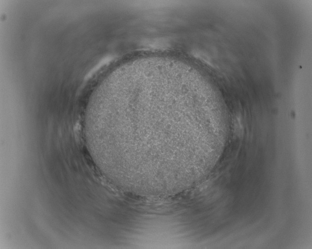 X0000070431254200606302117