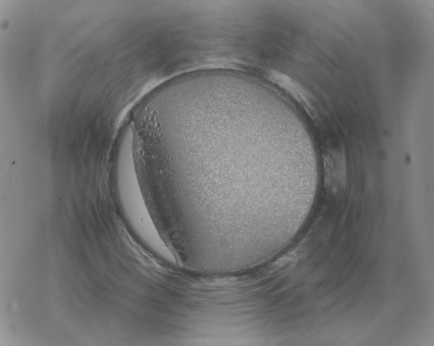 X0000070431260200606302117