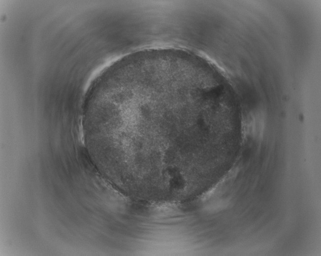 X0000070431262200606302117