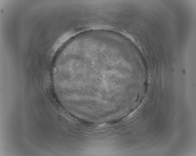 X0000070431263200606302117