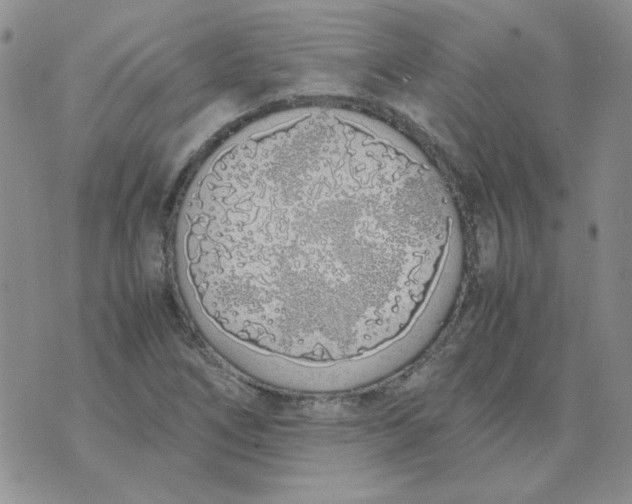 X0000070431266200606302117