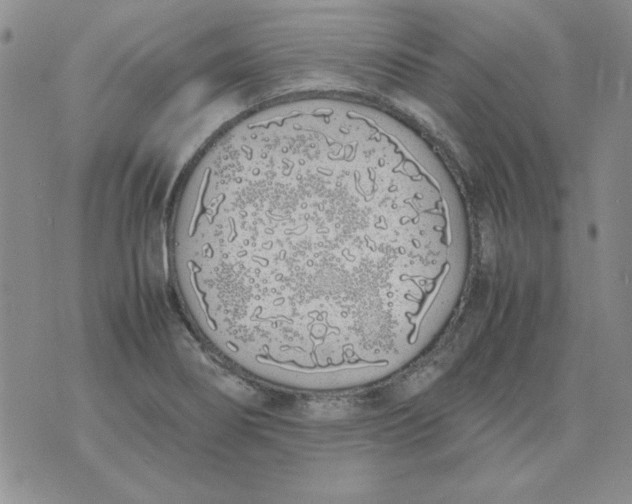 X0000070431274200606302117