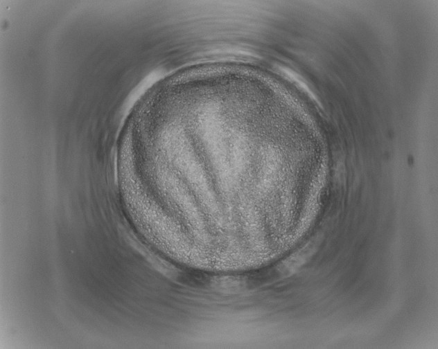 X0000070431275200606302117