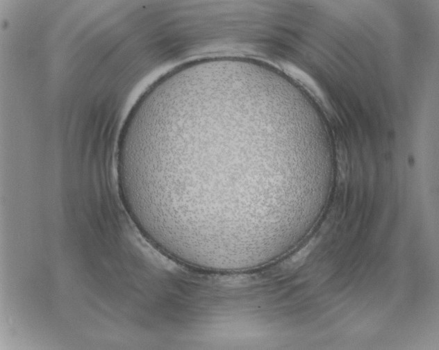 X0000070431288200606302117