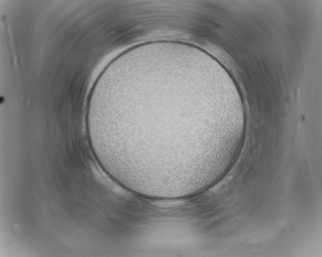 X0000070431296200606302117