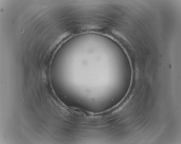 X0000070431305200606302116