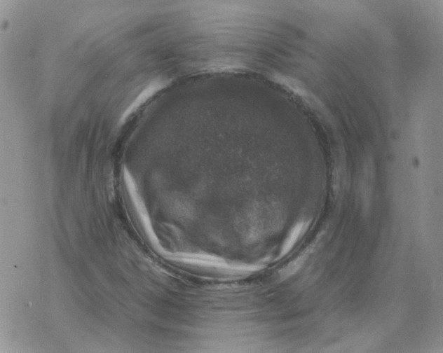 X0000070431306200606302116