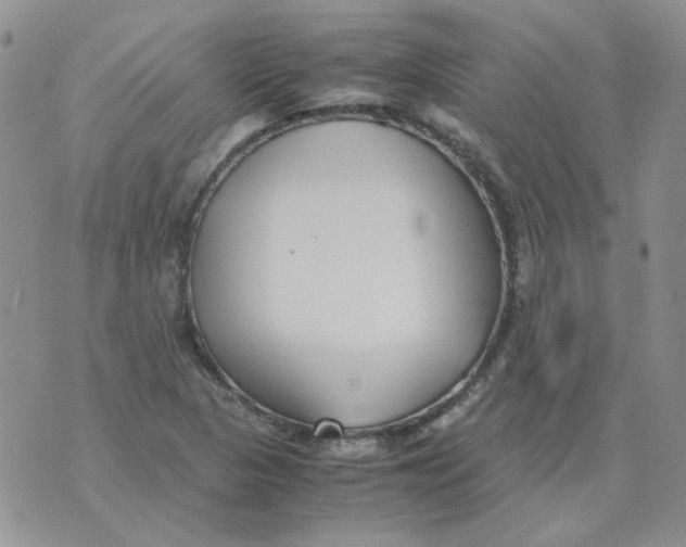 X0000070431313200606302116