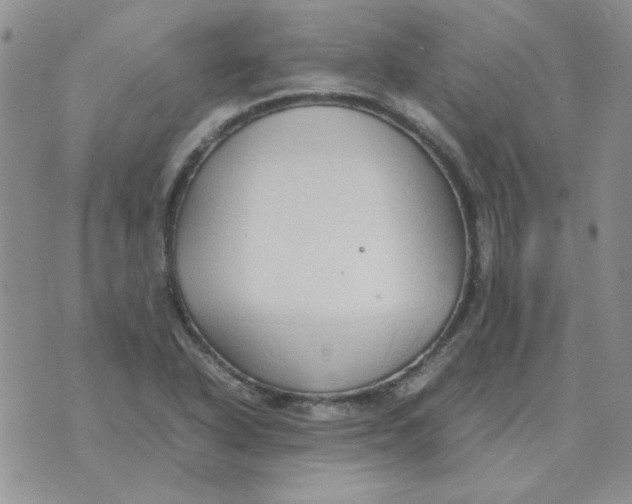 X0000070431318200606302116