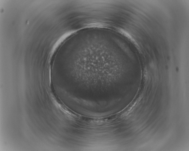 X0000070431323200606302116