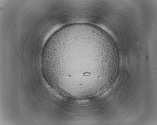 X0000070431325200606302116