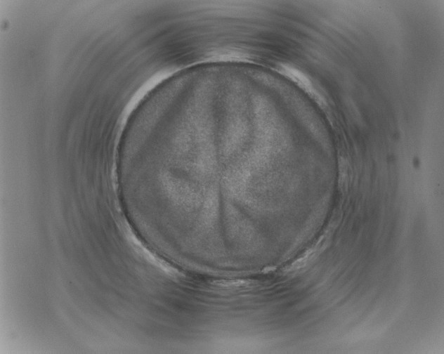 X0000070431331200606302116