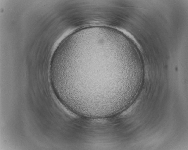 X0000070431333200606302116