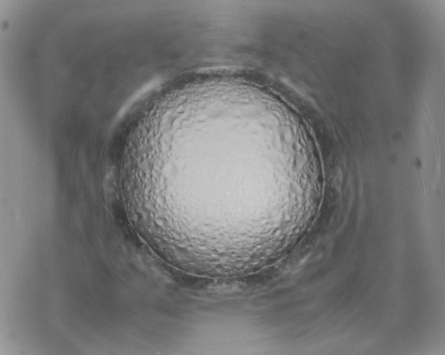 X0000070431351200606302116