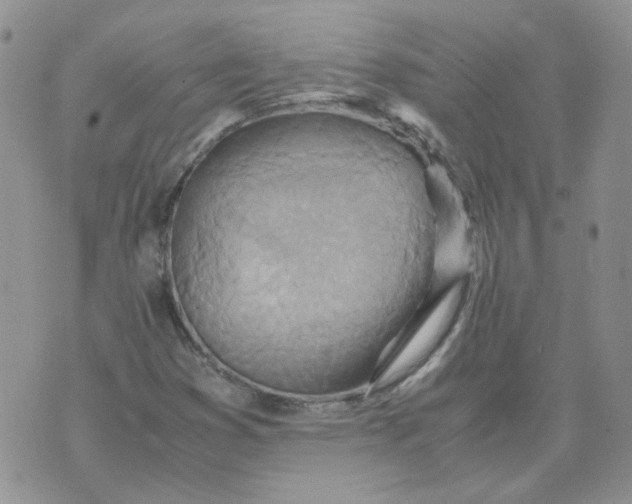 X0000070431353200606302116