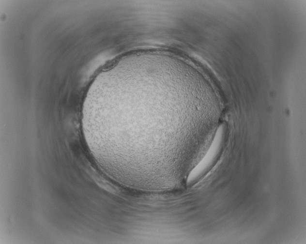 X0000070431355200606302116