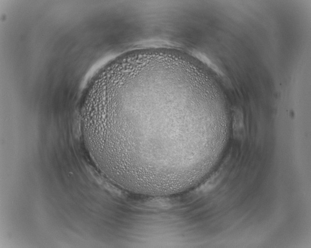 X0000070431358200606302116