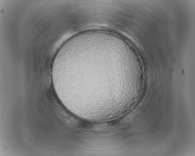 X0000070431363200606302116