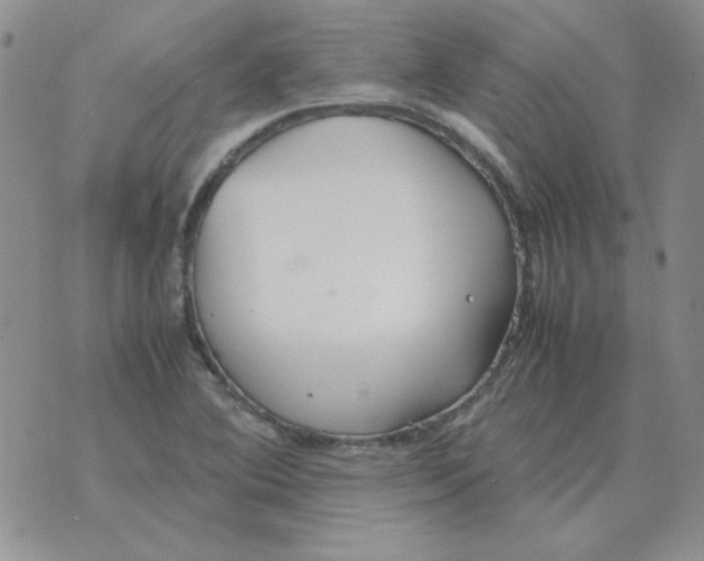 X0000070431364200606302116