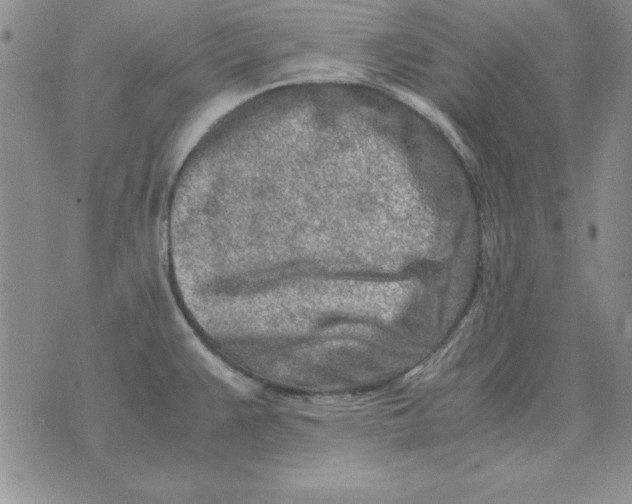 X0000070431383200606302115