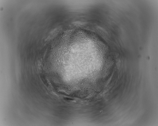 X0000070431397200606302114