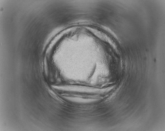 X0000070431413200606302115