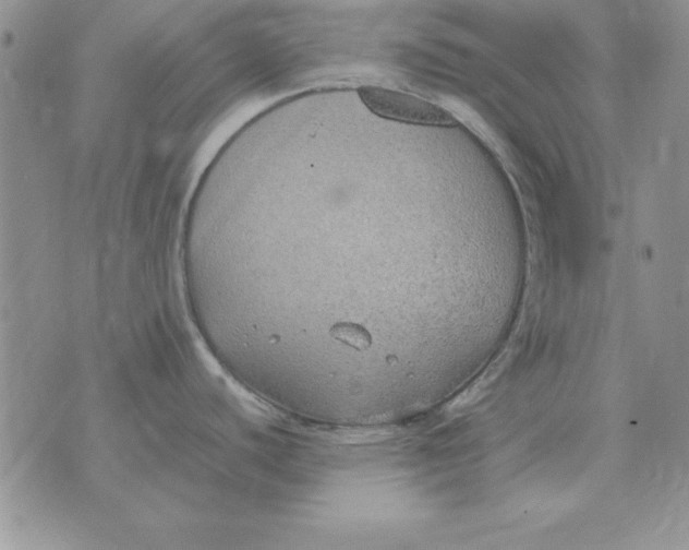 X0000070431440200606302115