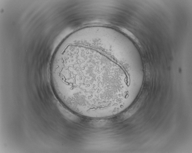 X0000070431474200606302114