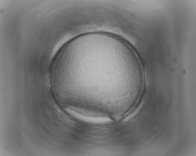 X0000070431501200606302113