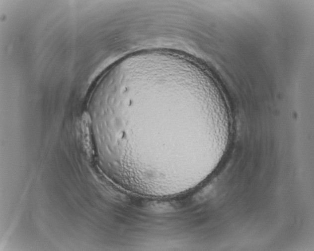 X0000070431505200606302113