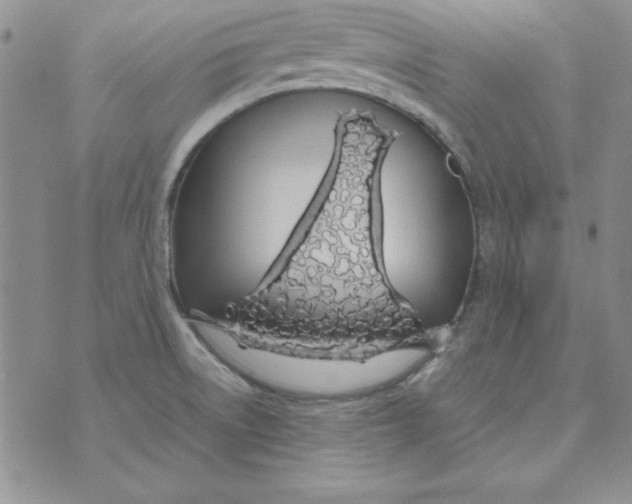 X0000070431522200606302113