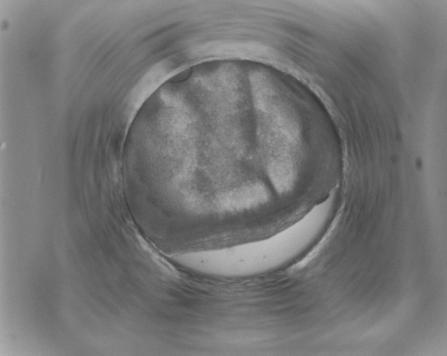 X0000070431529200606302113