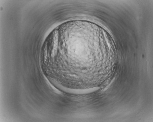 X0000070431533200606302113