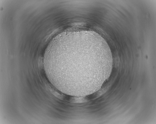 X0000070430093200607080010