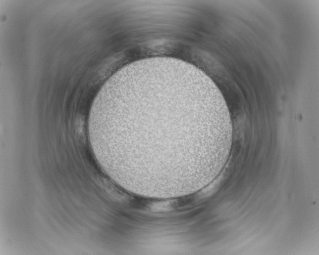 X0000070430178200607080008